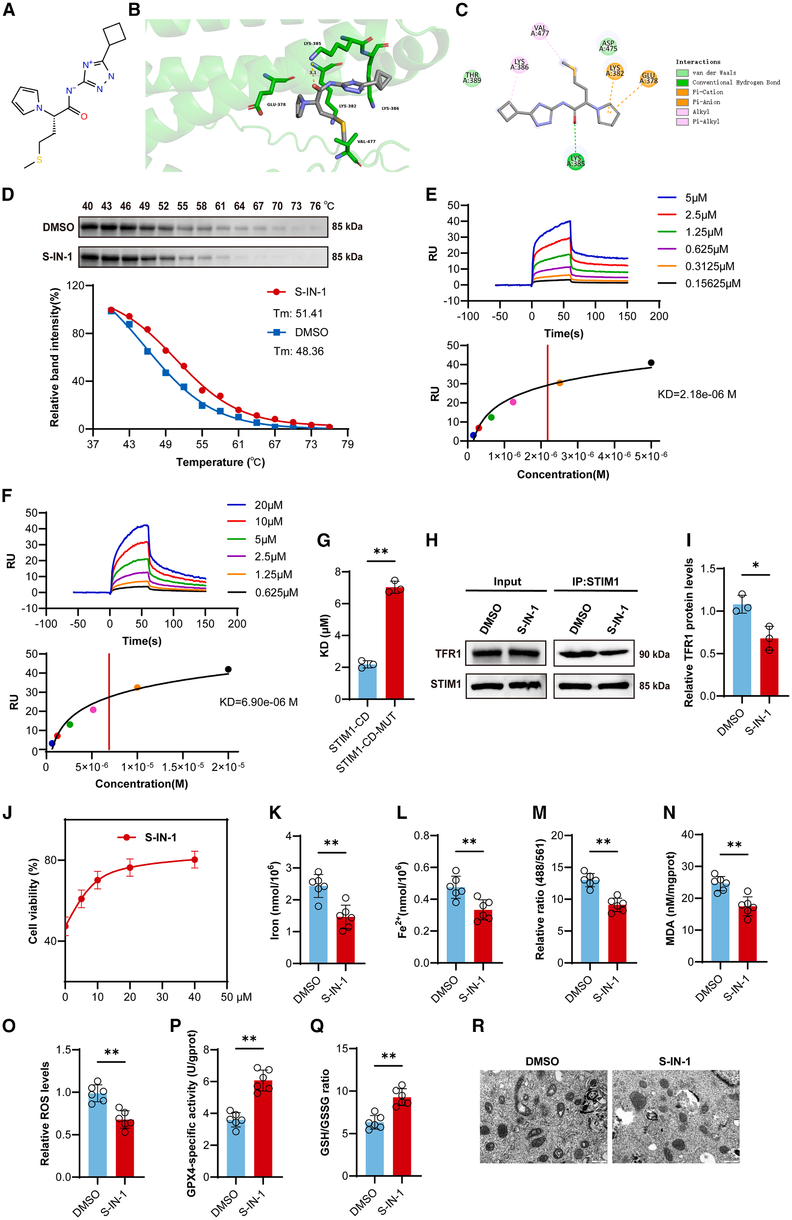 STIM1 regulates iron homeostasis and promotes neuronal ferroptosis to aggravate cerebral hemorrhage